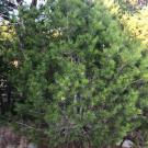 Photo of Pinus remota.