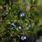 Australian bluebell creeper.
