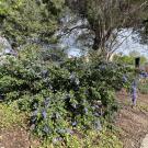 Bamico ceanothus
