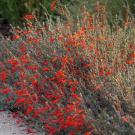 California fuchsia