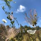 Apache plume