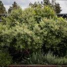 California coffeeberry