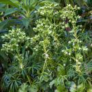 bear’s foot hellebore.