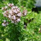 Betty Rollins dwarf oregano.