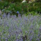 Bee's Bliss sage.