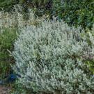 Australian rosemary.