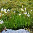 Argentine rain lily.