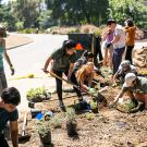 Image of Sustainable Horticulture students installing a landscape on Putah Creeek Drive.