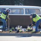 workers planting plants on the median
