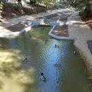 Arboretum Waterway with ducks