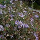 Image of asters.