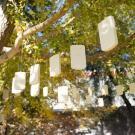 Image of an art installation entitled Addiction, 2019, featuring dozens of fake, plaster cell phones hanging from a popular ginkgo tree in the UC Davis Arboretum's East Asian Collection.