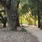 oak grove: oak trees and path