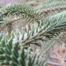 Needles of Spanish fir