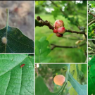 The photo displays the diversity of gall wasps that are found both in the Arboretum and throughout the world. 