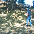 Image of Andrew Fulks, assistant director UC Davis Arboretum and Public Garden, concerned about tree health and vandalism, assesses erosion damage caused by surge in visitors who add ropes, swings and ladders to trees on research land.