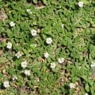 lippia nodiflora groundcover 