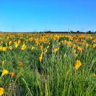 a field wildflowers