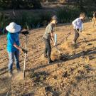 Students on the UC Davis Arboretum and Public Garden's Learning by Leading Habitat Restoration team work to restore a previously barren patch of land filled with plants that surround their man-made water way.
