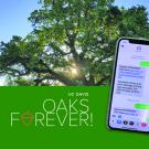Image of oak tree and mobile phone.