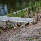 Ducklings walk around the weirs