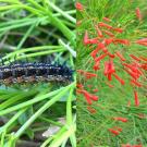 Left: buckeye caterpillar (photo by Ria De Grassi); Right: detail of firecracker plant (photo by Thai Jasmine CC BY-NC 2.0)