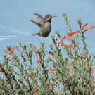 Image of a hummingbird drinking nectar from California fuchsia in the UC Davis Arboretum and Public Garden.