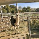 Image of llama in the UC Davis Large Blood Donor Animal Facility.