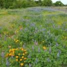 Image of native plant meadow and post and cable fencing