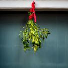 A bough of mistletoe hangs by a ribbon over a doorway.