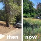 before: dirt slope; after:grassy slope 