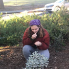 UC Davis Arboretum and PUblic Garden Learning by Leading Sustainable Horticulture intern examining plants.