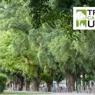 Tree Campus USA