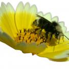 Image of a yellow-faced bumble bee on a flower.