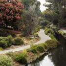 Image of the Australia and New Zealand Collection in the UC Davis Arboretum.