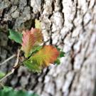 Image of oak leaf against oak bark in the UC Davis Arboretum.
