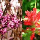 Series of three California native flowers