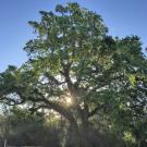 Image of a valley oak in the UC Davis Arboretum. 