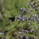 Image of pipevine swallowtail butterfly on a salvia.