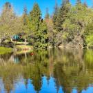 A cello floats across Lake Spafford in the Arboretum and Public Garden at UC Davis