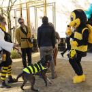 Two people and a dog in bee-themed attire greet a person in a bee mascot costume
