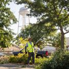 Person pruning a tree on a roadside median, the UC Davis water tower rising in the background