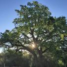 Image of valley oak with sun behind the branches.