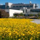 Image of a yellow field of yellow ray goldfield flowers on the UC Davis campus.