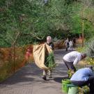 Group of volunteers working in the Arboretum