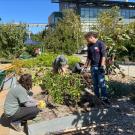 Volunteers in the Good Life Garden