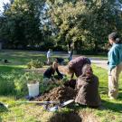 Urban Tree Stewardship interns plant trees in the Arboretum and Public Garden