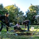 A group of four people dig holes into the grass