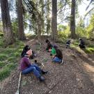 A group of volunteers work in the Redwood grove