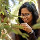Image of student with dark hair and glasses in the UC Davis Arboretum's redwood grove examining the leaves of a redwood tree.